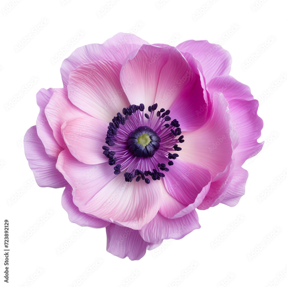 Anemone flower isolated on transparent background Anemone flower isolated on transparent background
