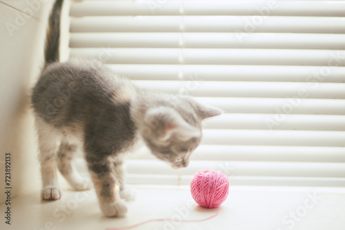 cute ash kitten is interested in a pink ball of thread on the windowsill.