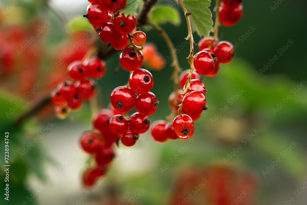 Close up of branch ripe red currant with water drops on background of green summer garden. Macro shot of berry Close up of branch ripe red currant with water drops on background of green summer garden. Macro shot of berry