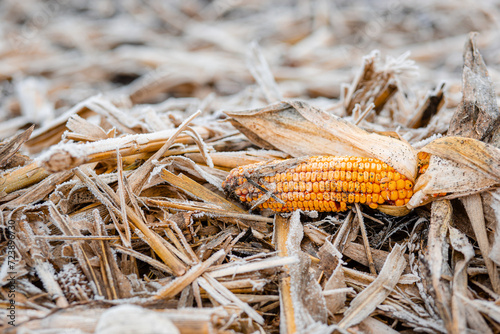 Corn field is covered with blanket of snow with the remains of corn cobs. Lost harvest concept.
