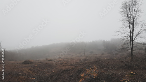 Illegally deforested forest. The destruction of the environment by human hands. Dramatic landscape with trees devastated by wood thieves