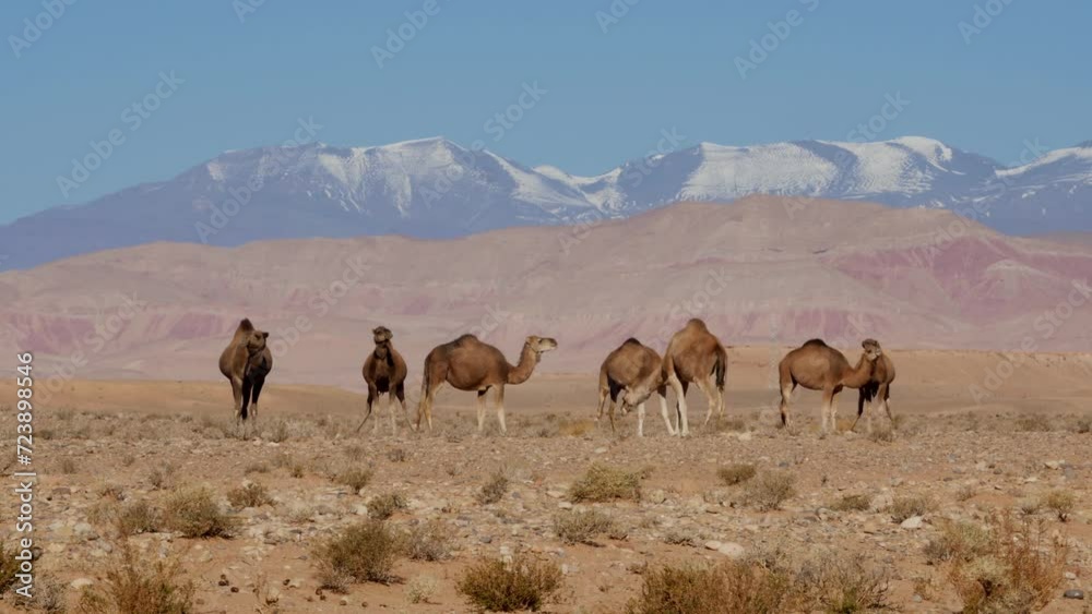 Dromedaries in the sahara desert and Atlas mountains in Morocco Dromedaries in the sahara desert and Atlas mountains in Morocco