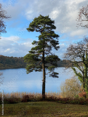 Scottish pine, Scots pine