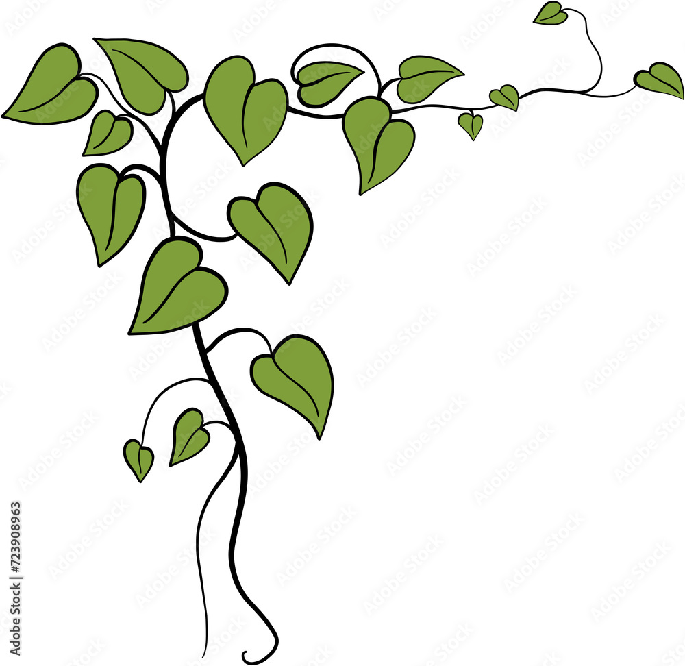 Obraz premium ivy plant drawing illustration.