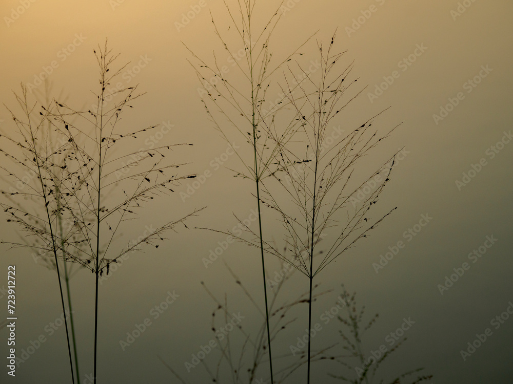 Obraz premium Morning grass silhouette 