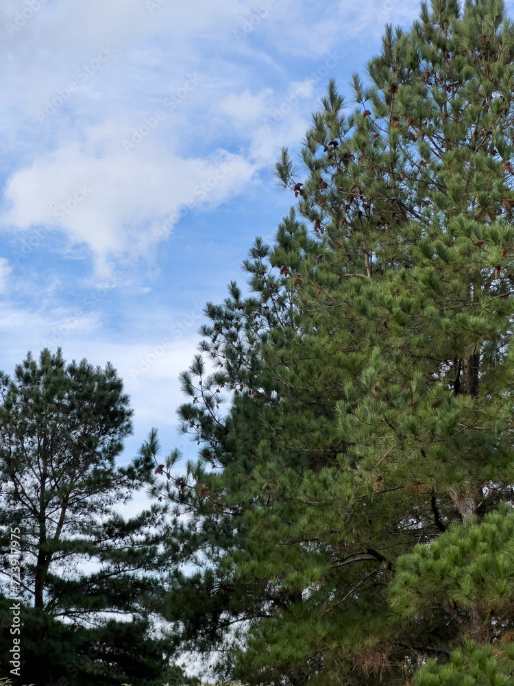 Beautiful pine tree and the sky in the background Beautiful pine tree and the sky in the background