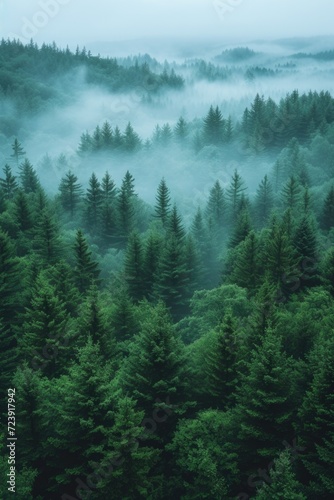 fog falls through trees in the woods © Denis