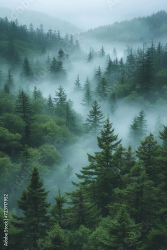 fog falls through trees in the woods © Denis