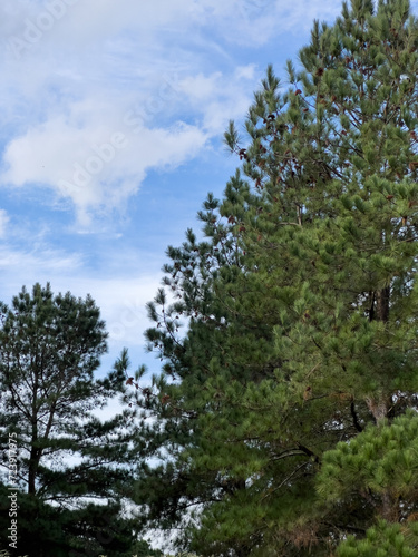 Beautiful pine tree and the sky in the background