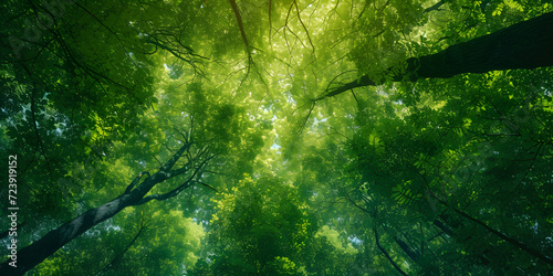 forest trees. nature green wood sunlight backgrounds