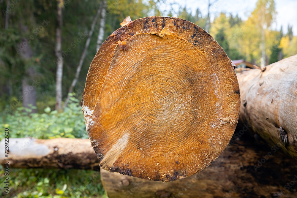 Wooden logs in the forest close-up. Timber logging. closeup of a pile of logs in the forest. Natural background. Wooden logs in the forest close-up. Timber logging. closeup of a pile of logs in the forest. Natural background.