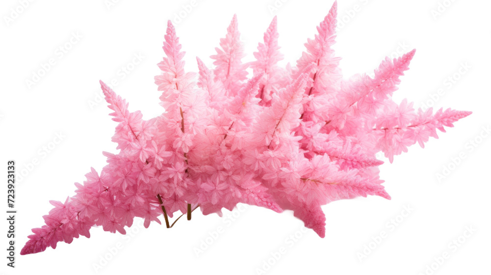 Fototapeta premium Astilbe flower isolated on a transparent background