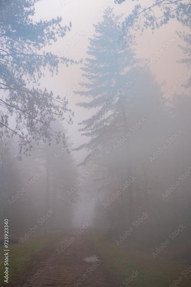 This photograph captures the ethereal beauty of a forest trail as it disappears into a thick blanket of fog. Towering pine trees line the path, their evergreen branches reaching out, only to fade into