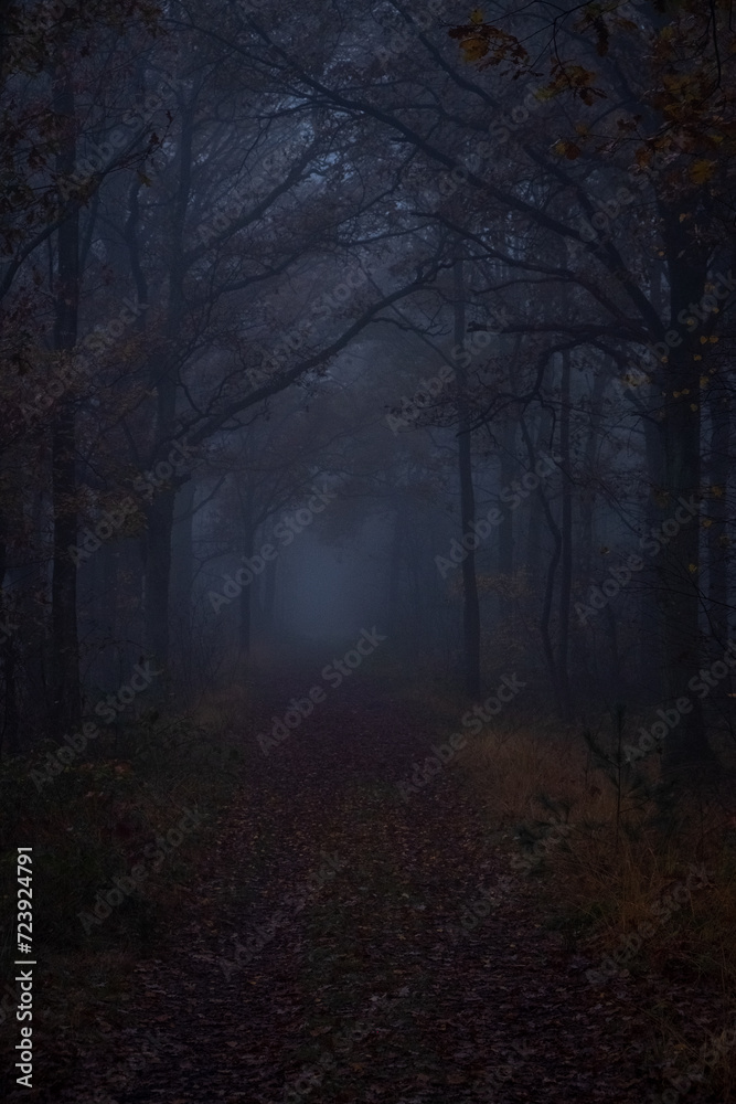 This evocative image captures the essence of a dusk-enshrouded forest path, enveloped in the calming yet mysterious embrace of the twilight mist. The subdued light barely penetrates the density of the