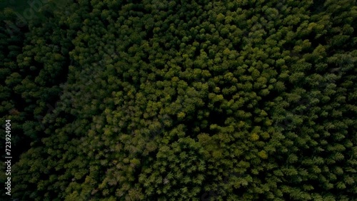 Schwarzwald Drohnenflug Black Forest Wälder Wald