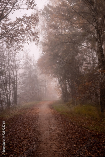 A serene and slightly haunting image of an autumnal forest road, shrouded in a soft haze that lends an air of mystery to the scene. The earthy colors of fallen leaves and the faint silhouettes of