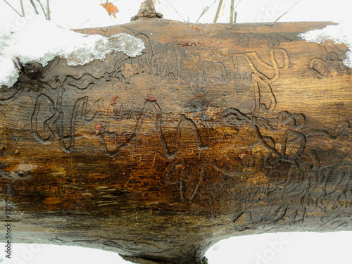 Fototapeta secret scribes on a downed tree