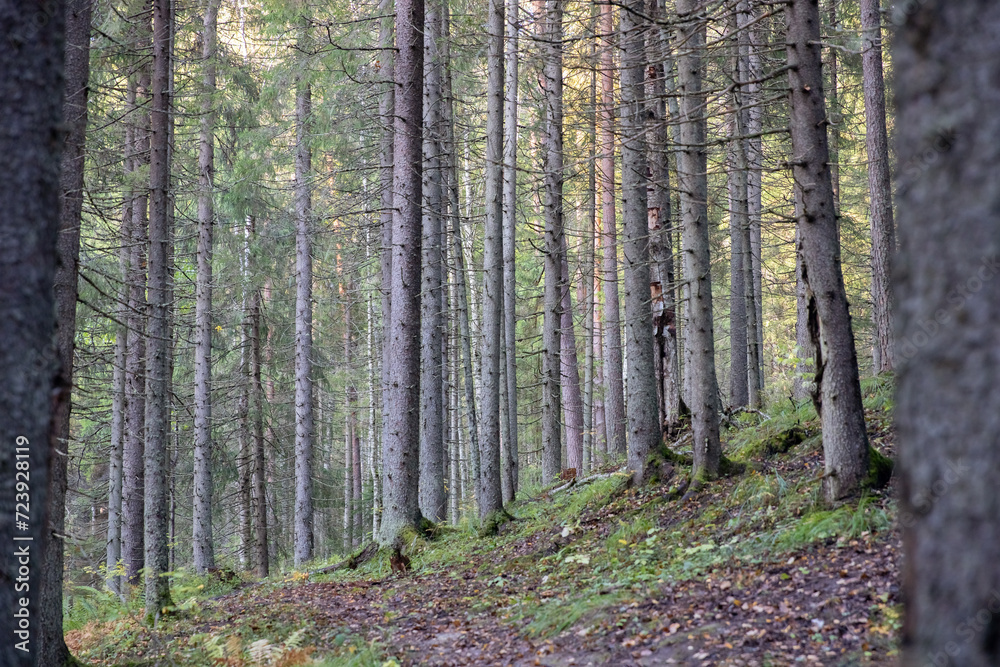Pine trees in a forest in the mountains. Forest landscape. Pine trees in a forest in the mountains. Forest landscape.