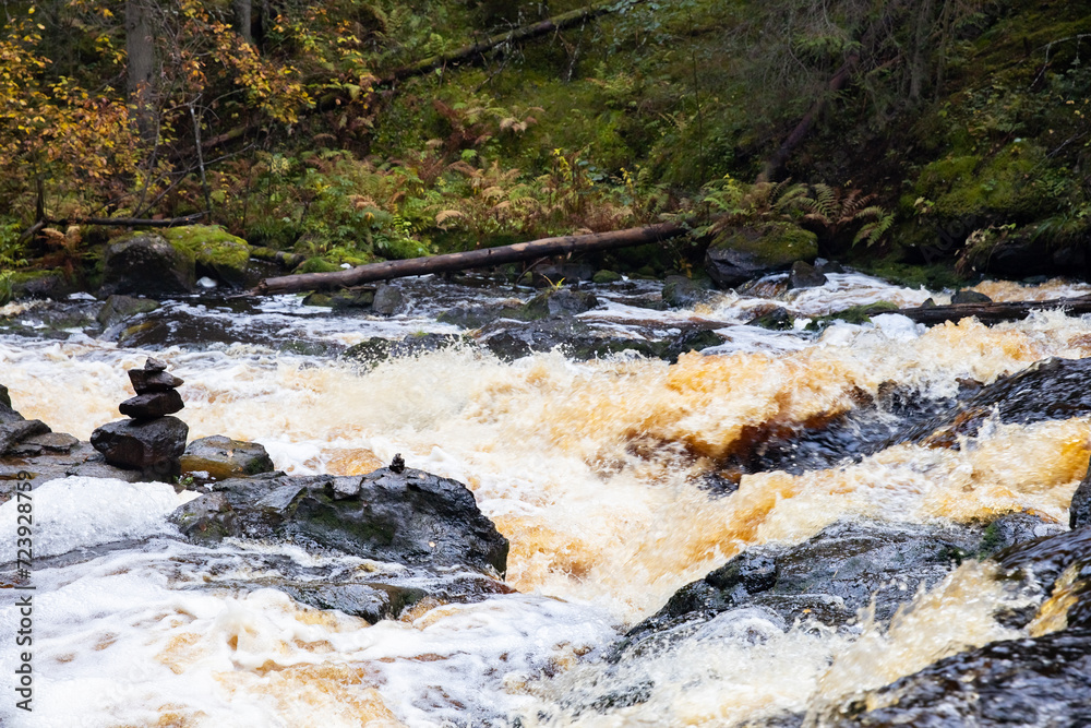 River in the forest with trees and ferns on the rocks. Autumn landscape with a mountain river and coniferous forest. River in the forest with trees and ferns on the rocks. Autumn landscape with a mountain river and coniferous forest.