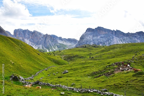 Alpine meadows in the Dolomites  Italy