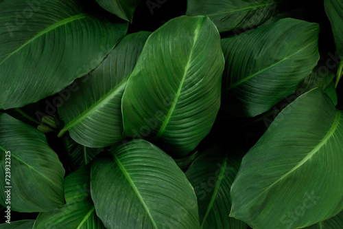 abstract green leaf texture  nature background  tropical leaf  