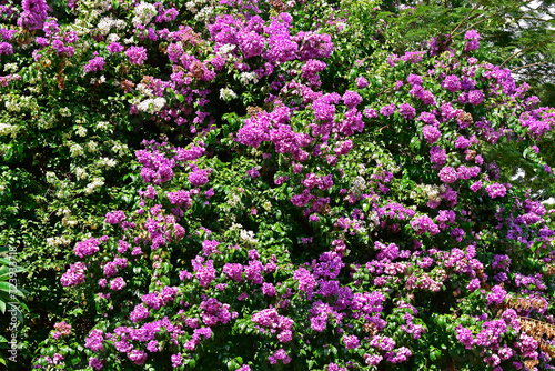 Obraz na płótnie Flowering bougainvillea (Bougainvillea glabra) in Ribeirao Preto, Sao Paulo, Brazil w salonie