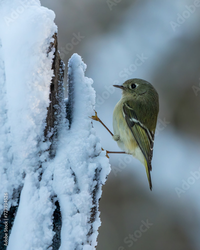 Ruby Crowned Kinglet in Snow photo