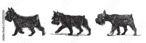 Hand drawing of cute black shaggy purebred terrier walking outdoor, vector illustration isolated on white