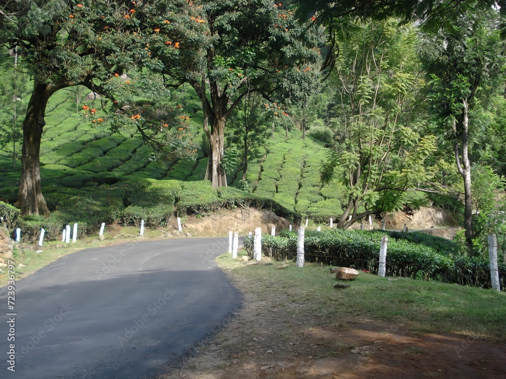 a long curve road through the forest of trees in india a long curve road through the forest of trees in india