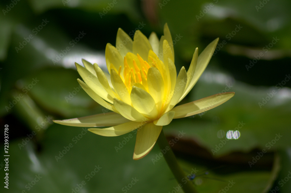 Flores, agua, abejas, ¡gran combinación de naturaleza para la vida!