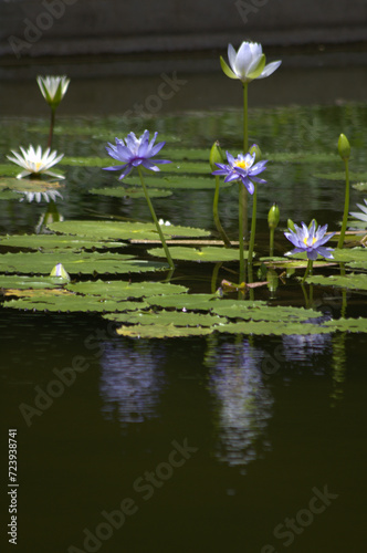 Flores  agua  abejas    gran combinaci  n de naturaleza para la vida 