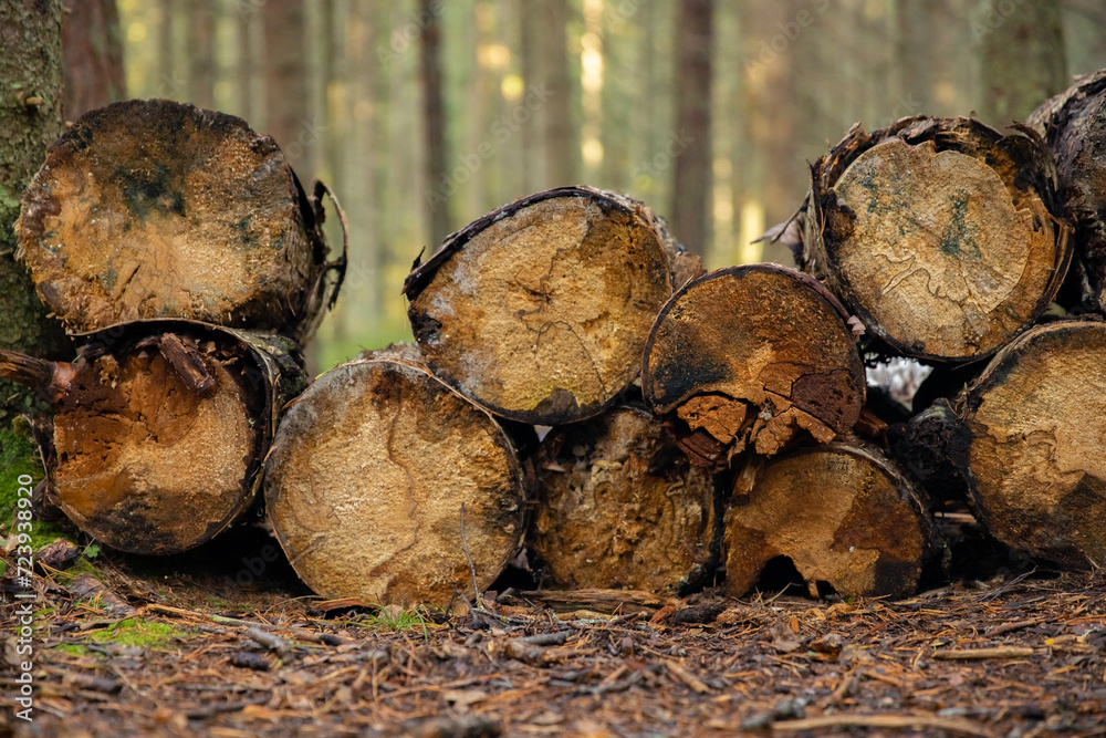 Pile of cut tree trunks in forest. Nature background. Pile of firewood in the forest. Firewood in the forest. 