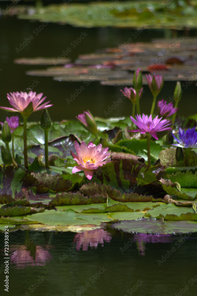 Flores, agua, abejas, ¡gran combinación de naturaleza para la vida!