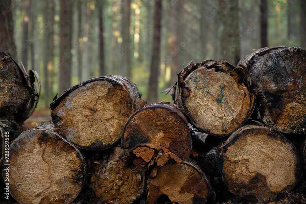 Pile of cut tree trunks in forest. Nature background. Pile of firewood in the forest. Firewood in the forest. 