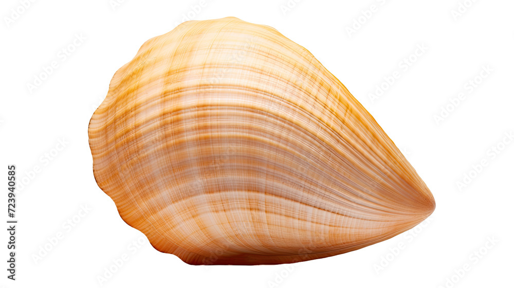 Shell isolated on a transparent background Shell isolated on a transparent background