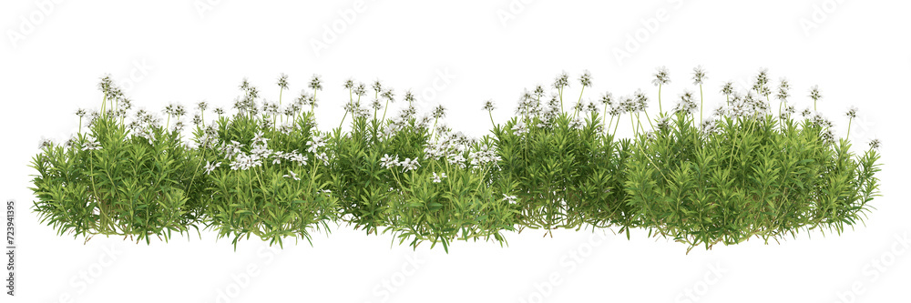 green grass isolated on white background green grass isolated on white background