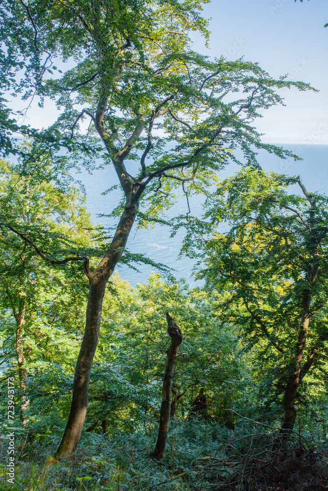 Obraz premium Meerblick durch den Wald