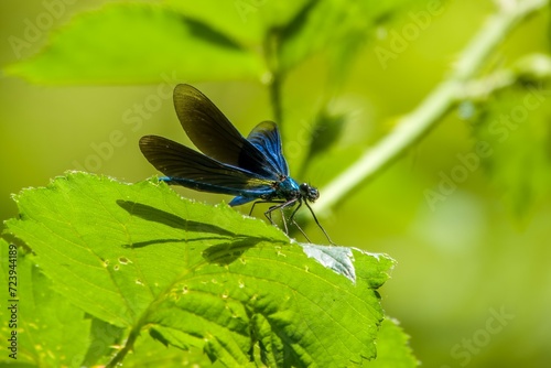 close up of male beautiful demoiselle damselfly with metallic blue body on a green  leaf