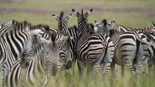 A 4K vid of a herd of Zebra in mating season fighting for dominance over the females, pushing and shoving and biting while jumping and dodging. taken during a safari game drive in South Africa photo