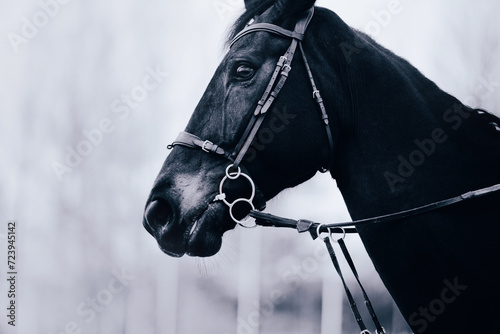A black and white photo of a horse with a bridle on its muzzle. Equestrian sports and horse riding. Equestrian life.