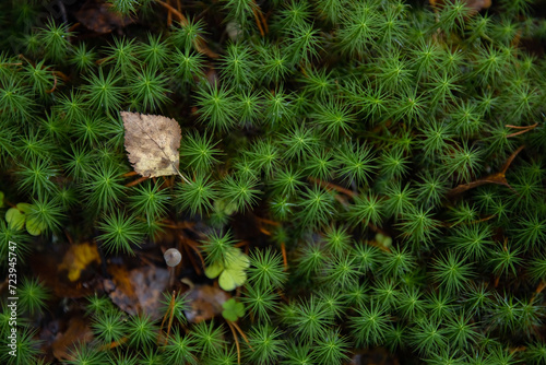Close up of green moss in the forest. Natural background. Selective focus. Close-up of common haircap moss (polytrichum commune) on the forest floor in autumn photo