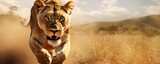 Une lionne courant dans la savane africaine, image avec espace pour texte.