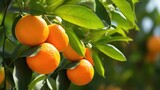 Ripe tangerines are hanging on a branch