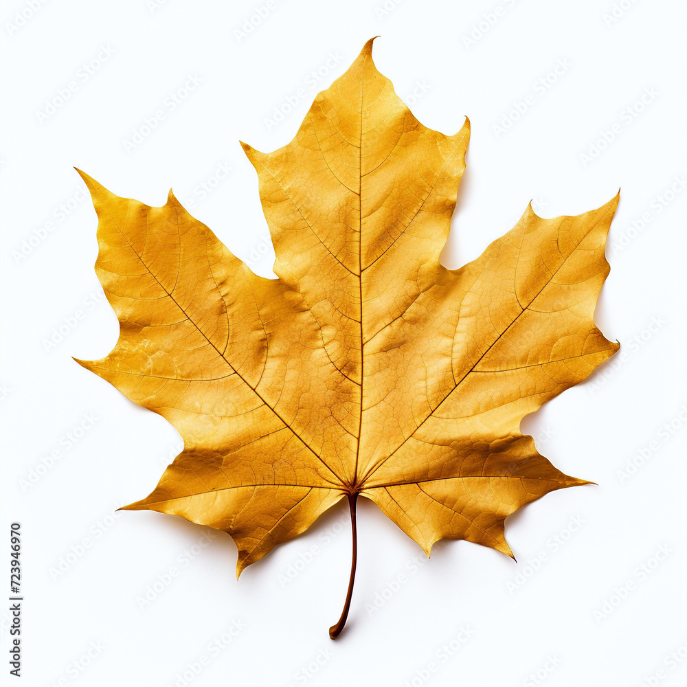 Fototapeta premium a autumn leaf on the white background