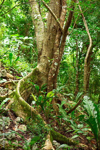 slim powerful buttress roots of a tree in the dense  shady tropical jungle of the Yucatan