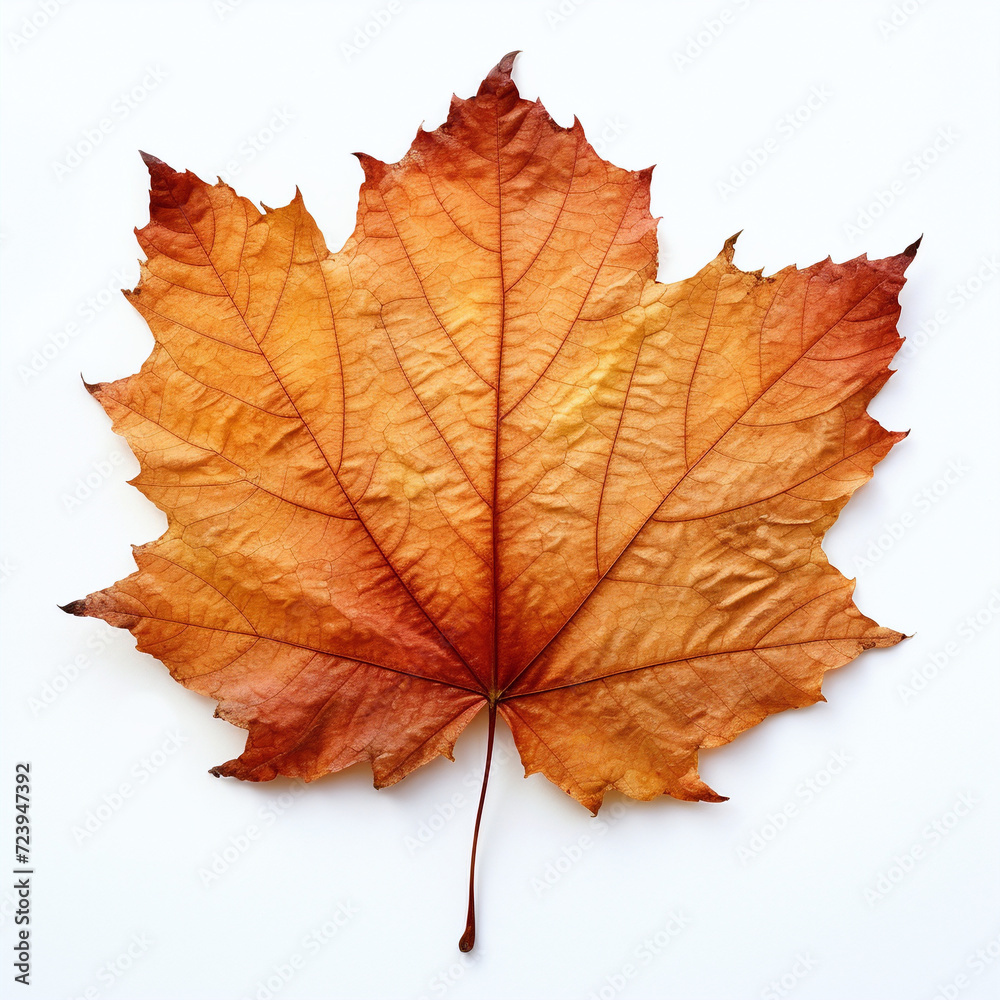 Obraz premium a autumn leaf on the white background