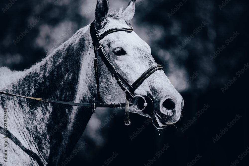 Fototapeta premium A black and white photograph of a dappled grey horse with a bridle on its muzzle. Equestrian sports and horse riding. Equestrian life.