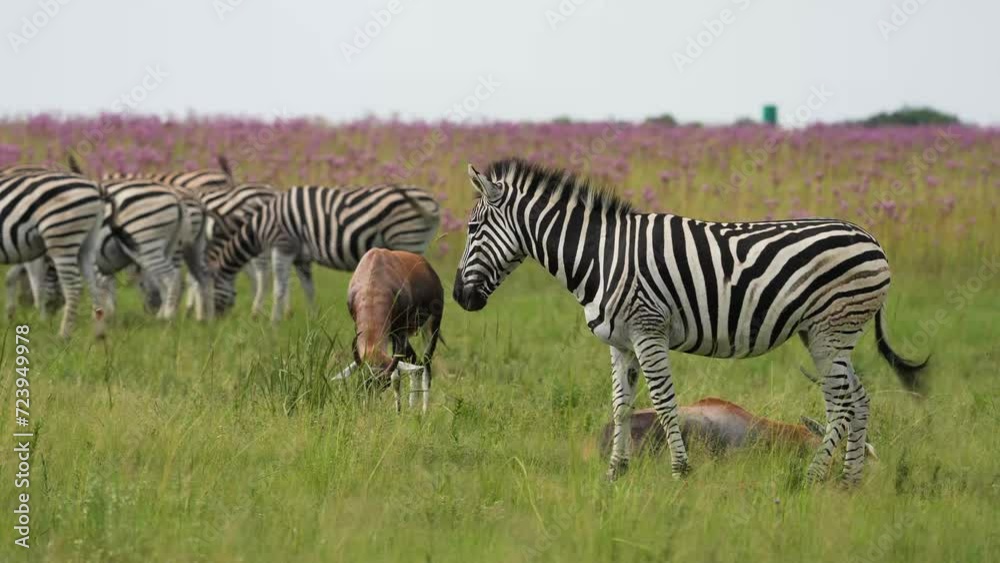A 4k Vid of Zebra loving and caressing each other and rubbing on their manes as to show affection, taken during a safari game drive in South Africa A 4k Vid of Zebra loving and caressing each other and rubbing on their manes as to show affection, taken during a safari game drive in South Africa