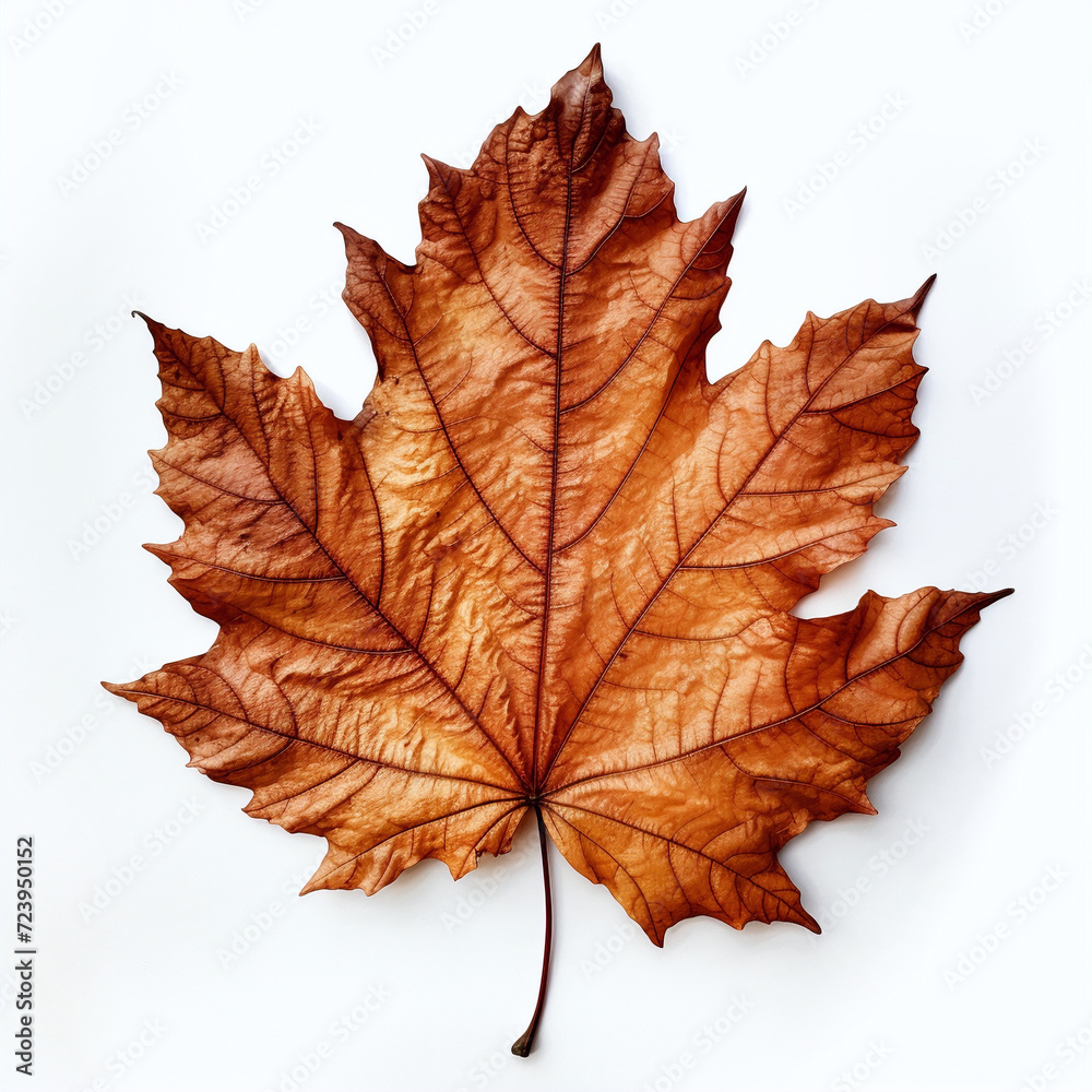 Obraz premium a autumn leaf on the white background