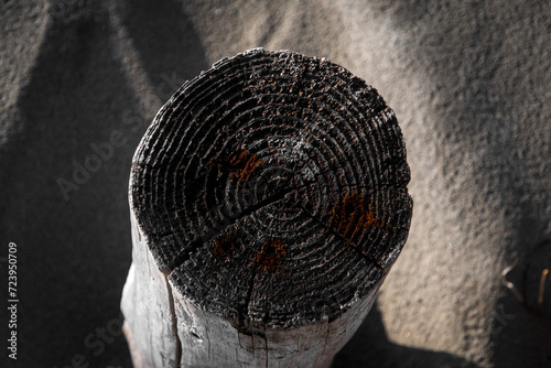 Gli anelli di un tronco d'albero tagliato e infilato nella sabbia sulla spiaggia di Pellestrina, isola della laguna di Venezia photo